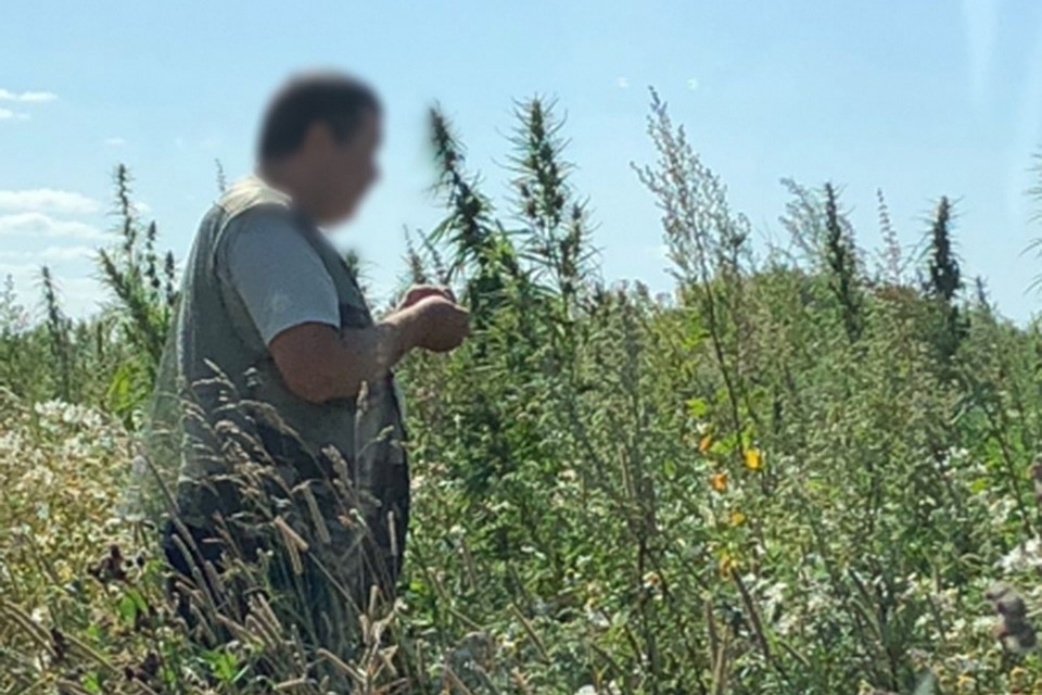 Общее количество изъятых наркотических средств растительного происхождения превысило 15 килограмм