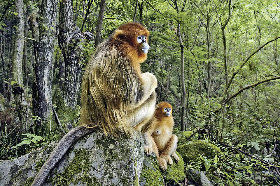 «Золотая пара», Марсель Ван Остен. Фото: Marsel van Oosten