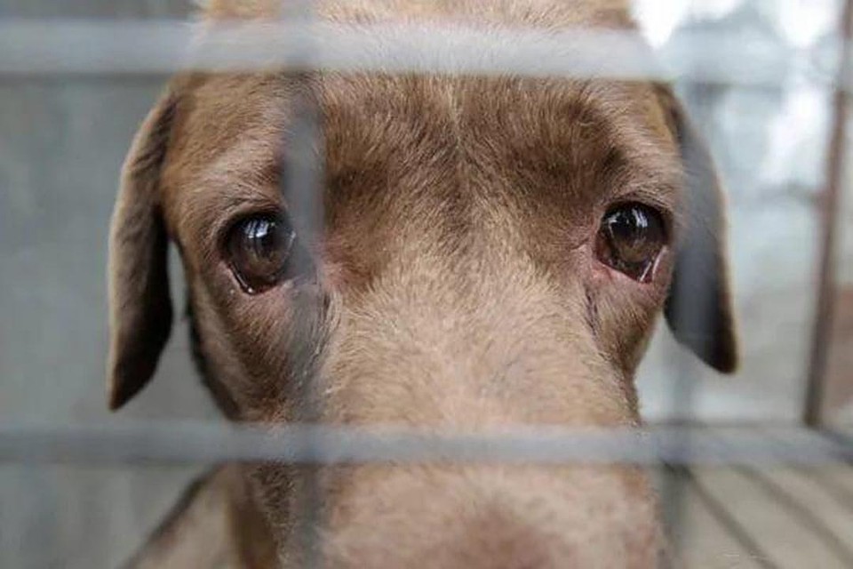 Владельцам отловленных животных придется выплатить штраф. Фото: vk.com/kirovhelp.dogcat