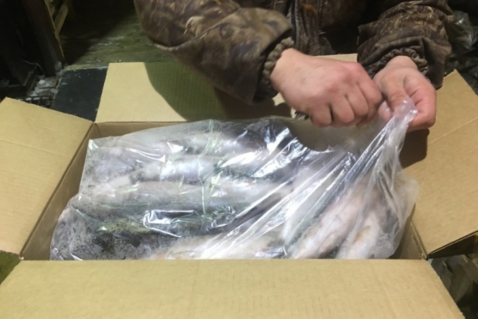 В Бурятии иркутянин скупил у браконьеров 13 тонн омуля.