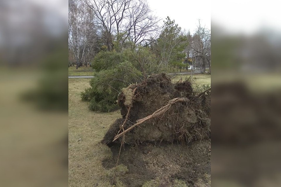 Ночной ураган повалил огромную ель на Михайловской набережной.