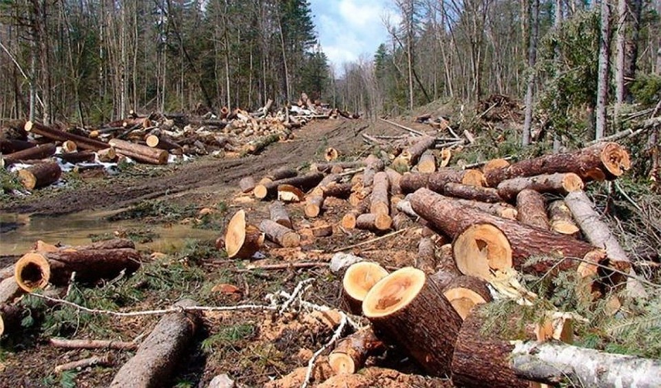 Около поселка Красная поляна за незаконную вырубку леса задержали трех россиян