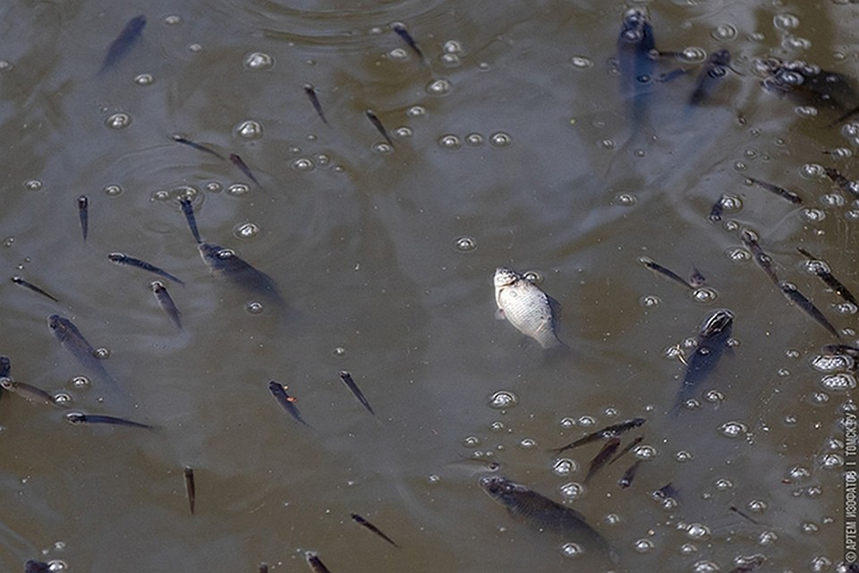 Так выглядела рыба в водоеме в конце октября. Фото: Артем Изофатов, портал tomsk.ru