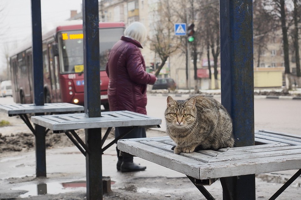 В Пскове продлена продажа проездных билетов до 10 ноября. Поводом стали многочисленные жалобы - из-за праздников и школьных каникул горожане не успели купить проездные.