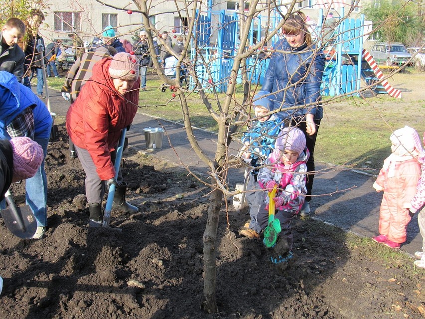 Акция «Посади дерево»: шесть дворов Тюмени украсили молодыми рябинами и яблонями. Фото администрации Тюмени