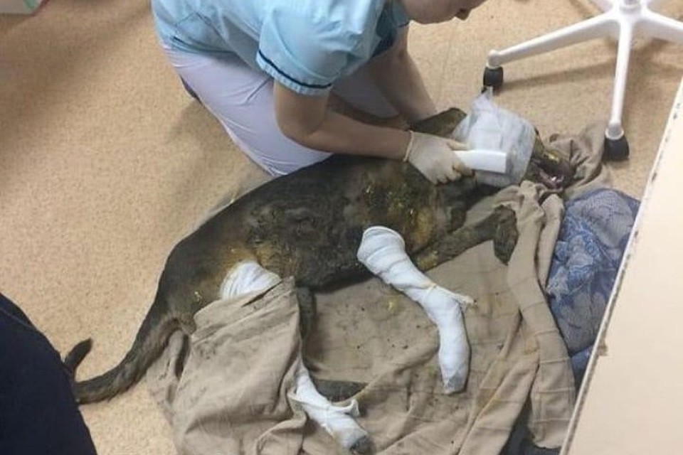 Фото: соцсети