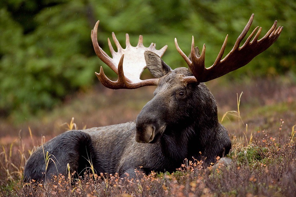 Фото: pixabay.com