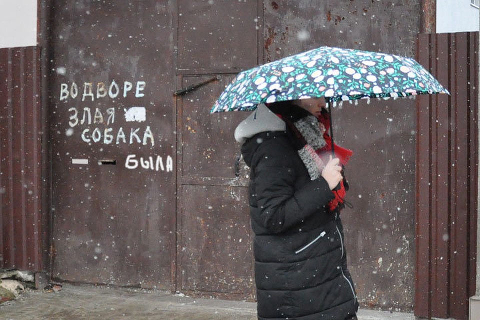 В Молдове участились кражи собак