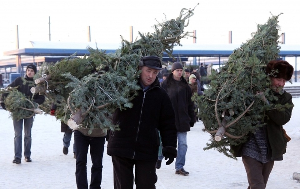 В Хабаровском крае начали заготавливать новогодние елки