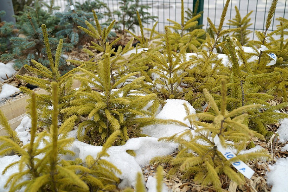 В Хабаровске уже продают новогодние елки и рассказывают, как сохранить хвойные до праздника