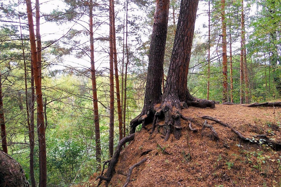 Эти деревья останутся жить.