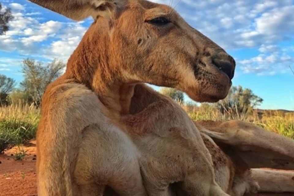 Кенгуру Роджер. Фото:instagram.com/thekangaroosanctuary