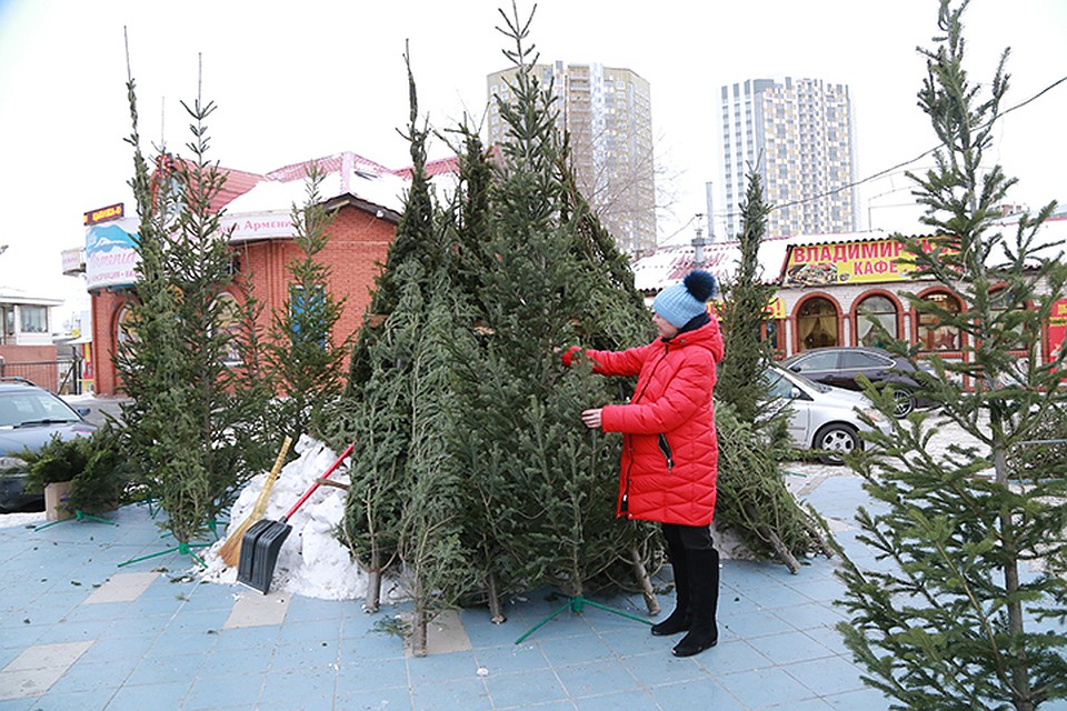 В 2016 году горожане раскупили более 10 тысяч живых новогодних деревьев, в 2017-м - около 13 тысяч. нынче наверняка будет не меньше.