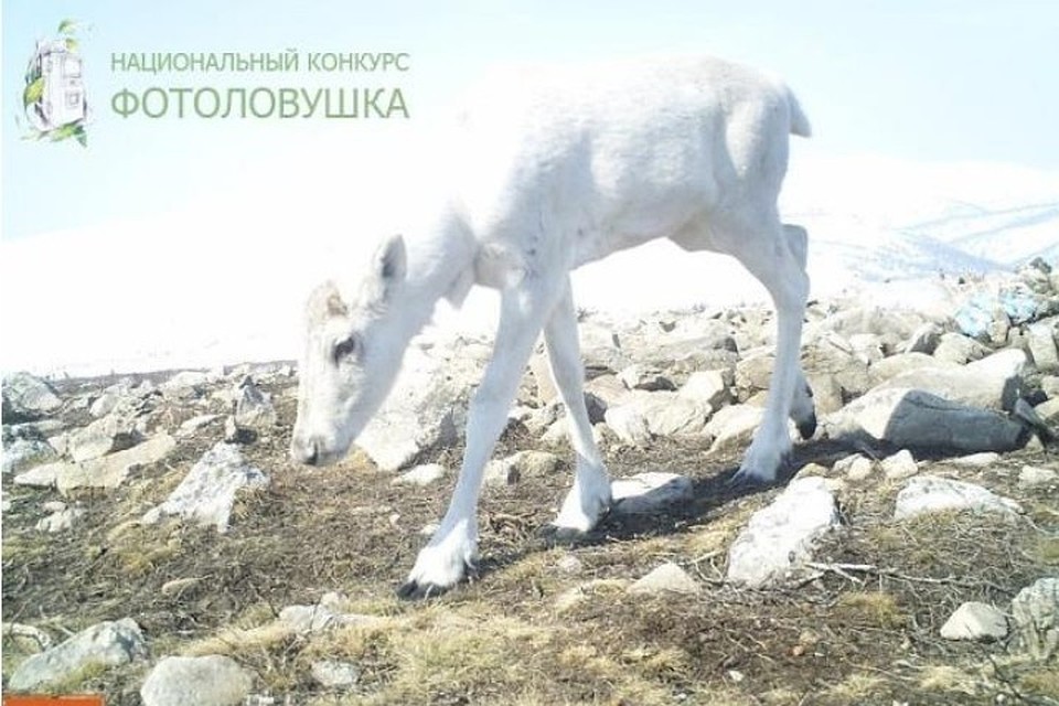Снимок-победитель "Теленок сибирского северного оленя". Фото: заповедник "Кузнецкий Алатау".