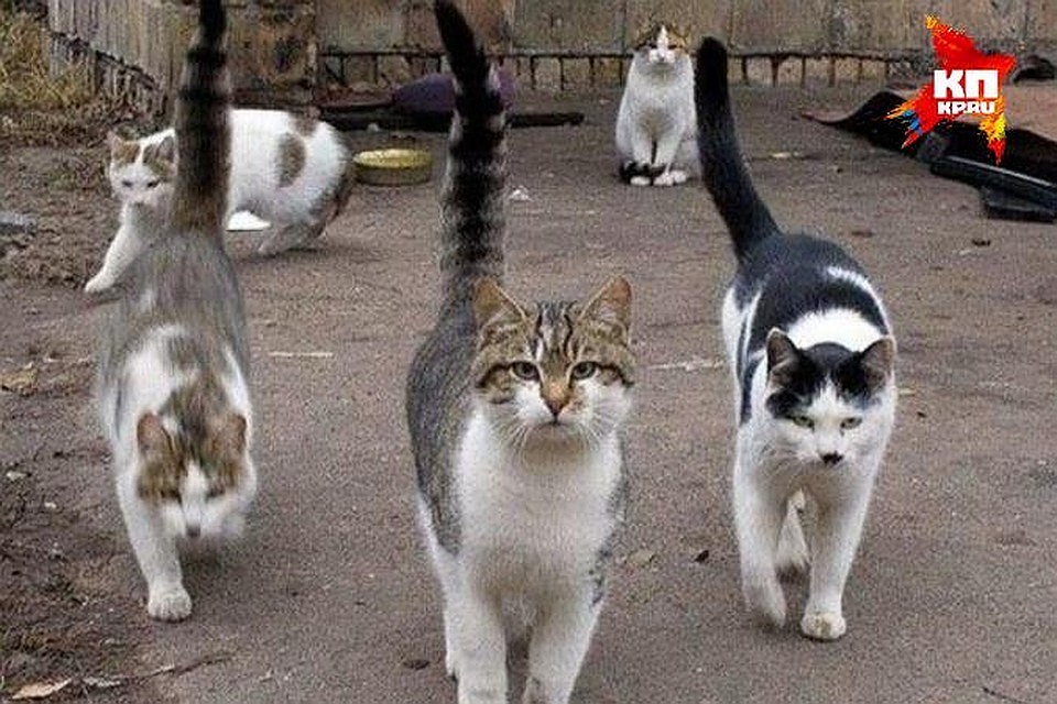 Погладить котика лучше уже по возвращении домой. Фото: Архив "КП"
