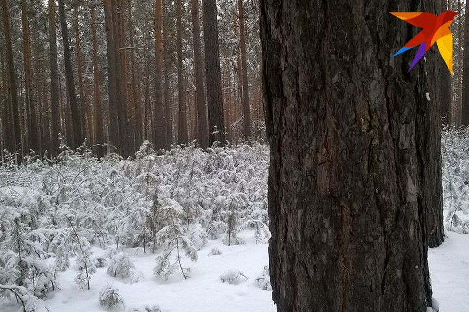 Температура воздуха по краю составит 0…-5 градусов, по северо-западу до -10