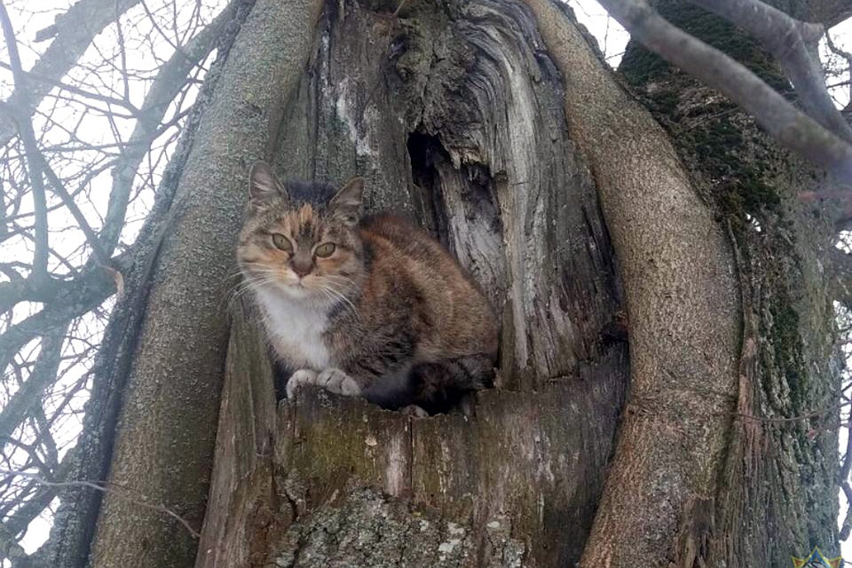 Кошку-спасательницу зовут Мурка. Фото: grodno.mchs.gov.by