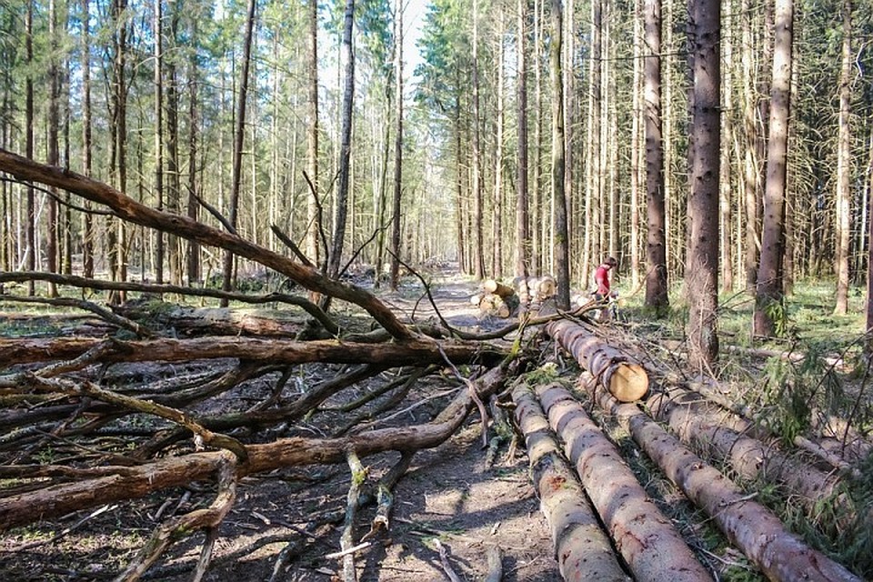 Фото с сайта пиксабай