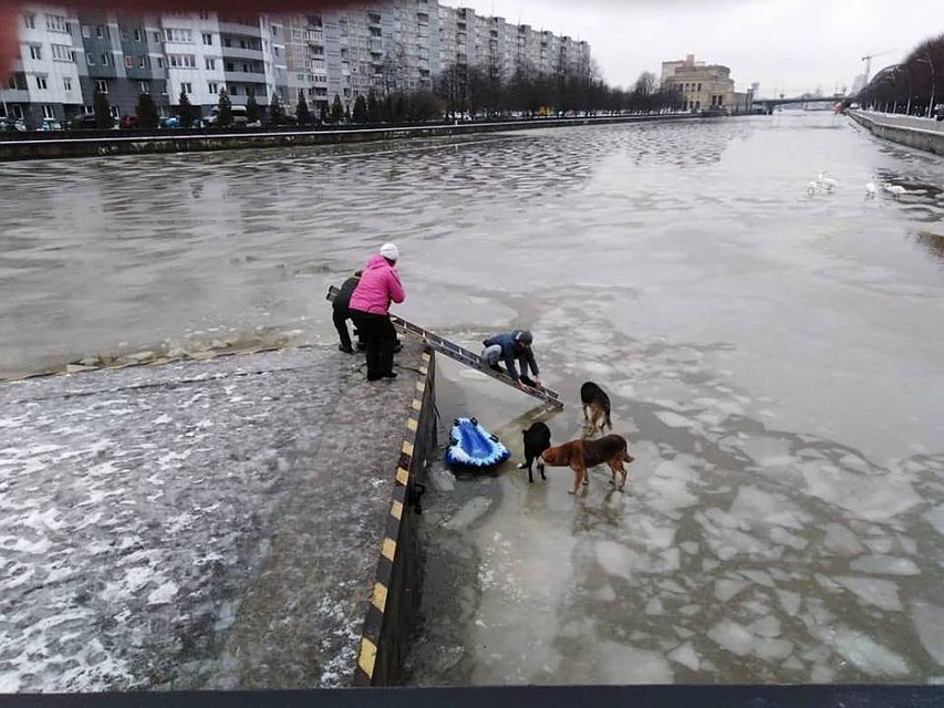 Спасение собак из Преголи
