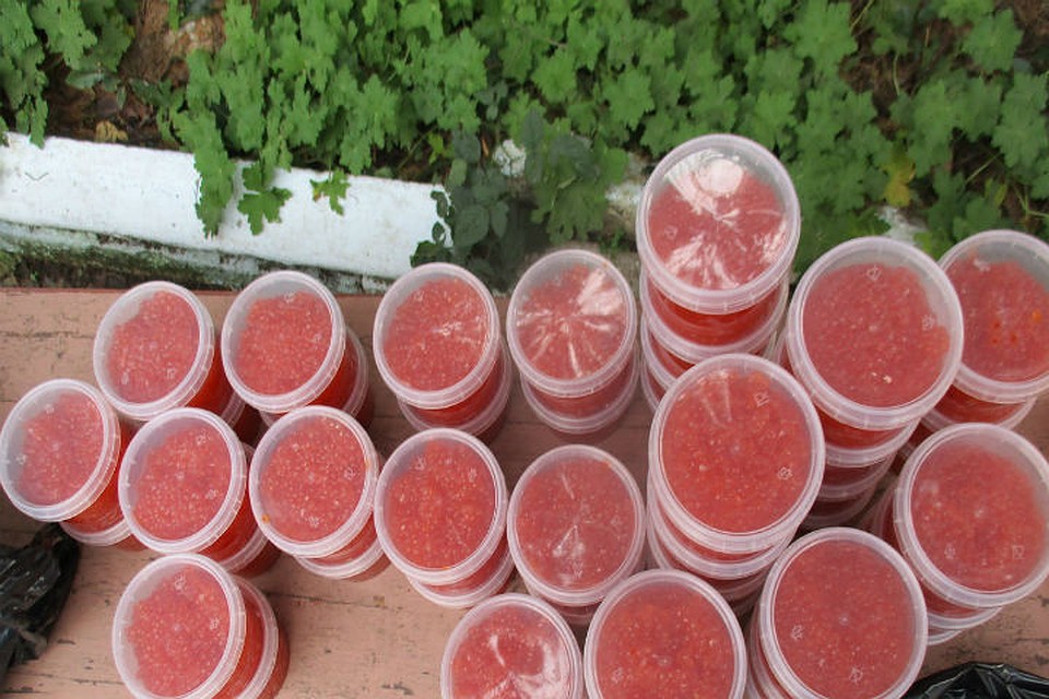 Ее продавали на сельхозярмарке. Фото: пресс-служба Госкомитета по ветеринарии РК