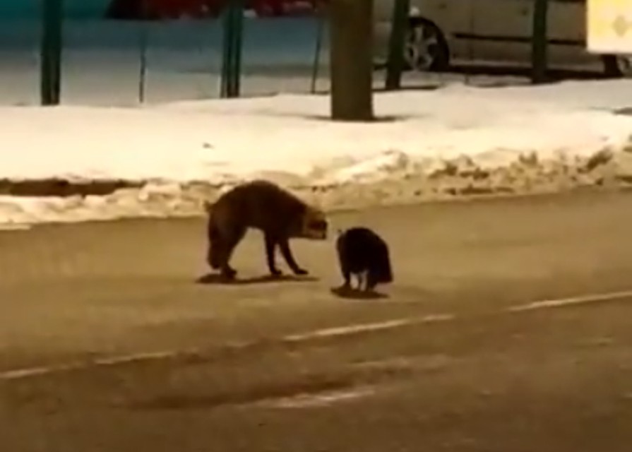 Драка кота и лисы
