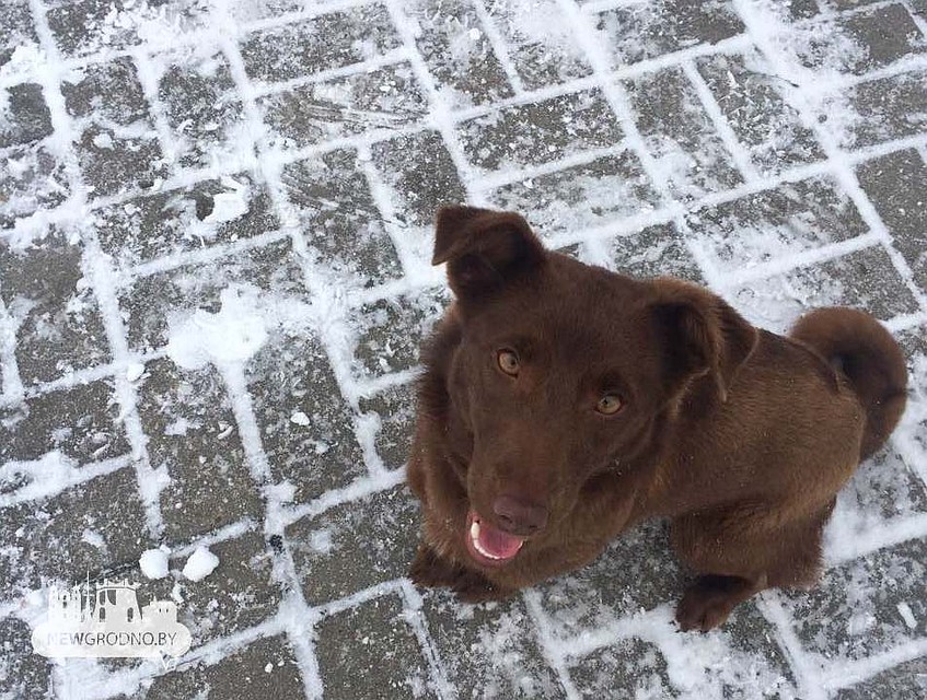Гродненские спасатели сняли собаку с плывущей по Неману льдины. Фото: Игорь РЕМЗИК, newgrodno.by