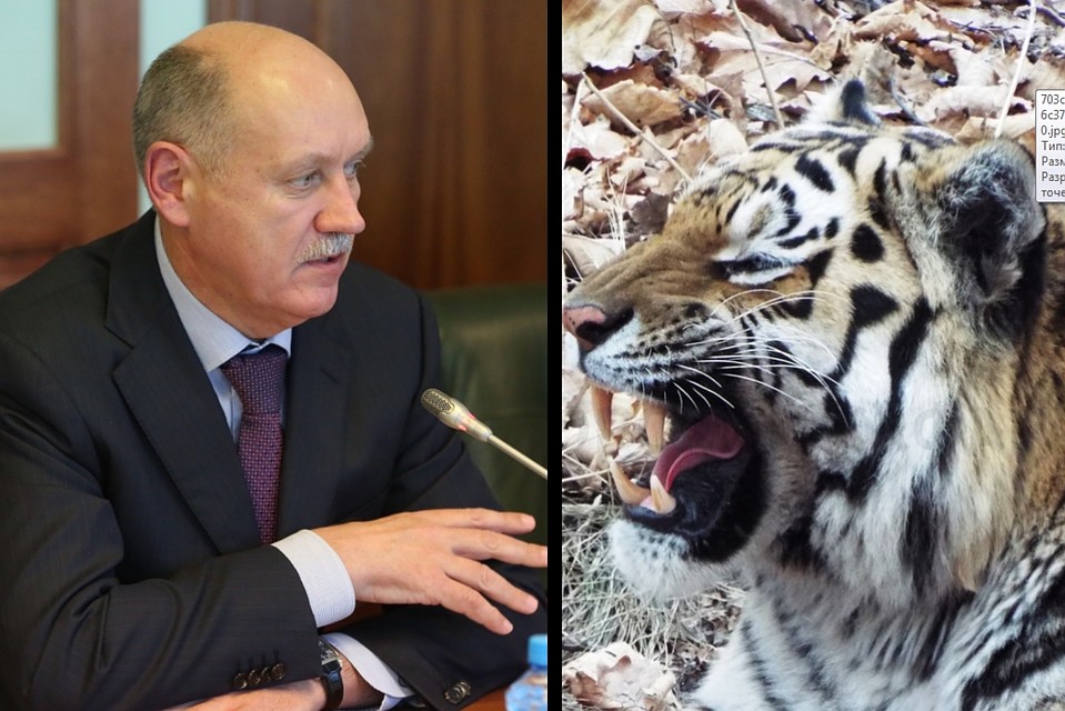 Александр Костенко будет решать будущее тигра Амура. Фото: primorsky.ru\Приморский сафари-парк