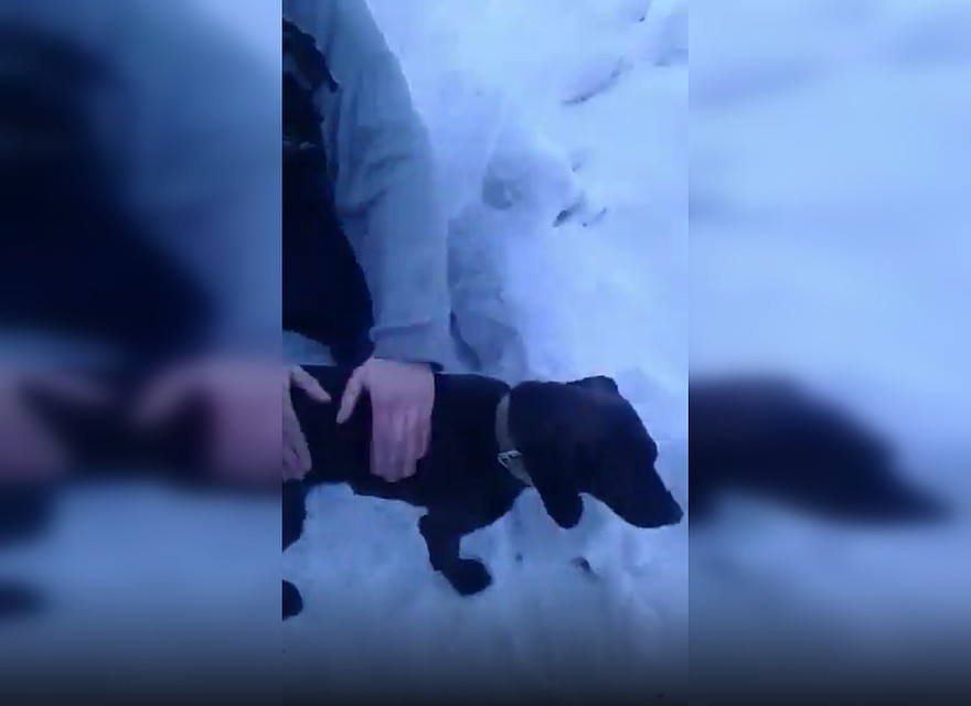 Собака сама нашла себе новый дом и хозяев. Стоп-кадр с видео.