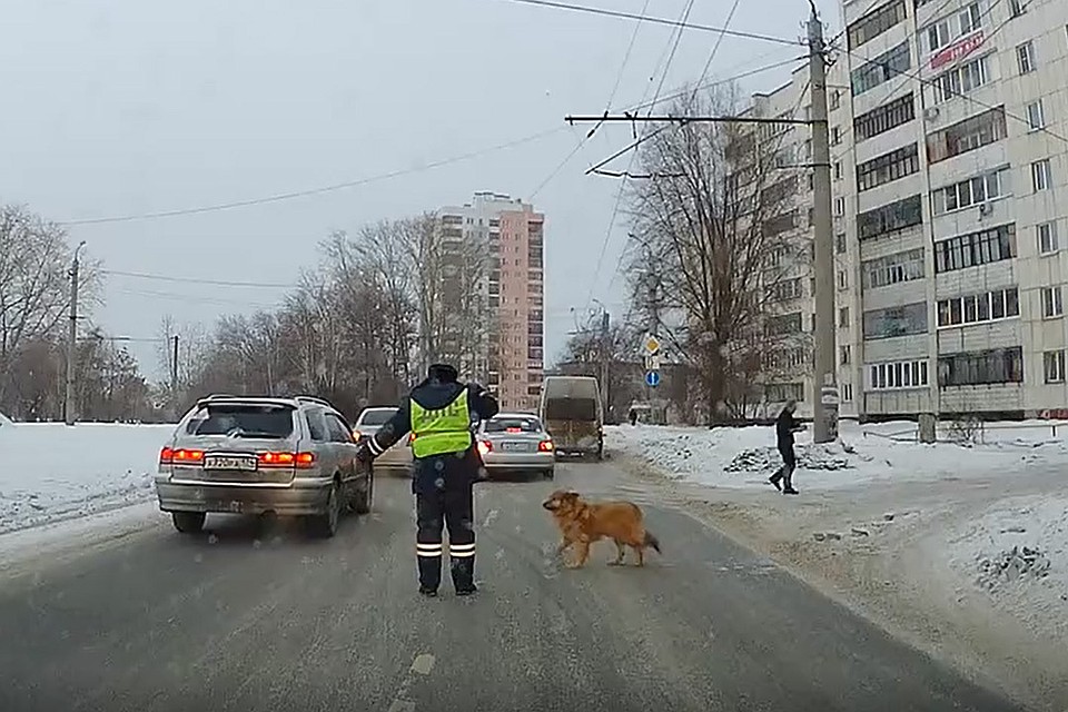Поступок инспектора ГИБДД растрогал всю страну. Кадр из видео.