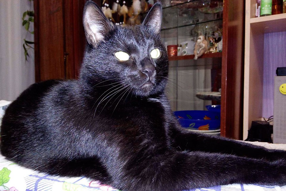 Кот Маркиз
