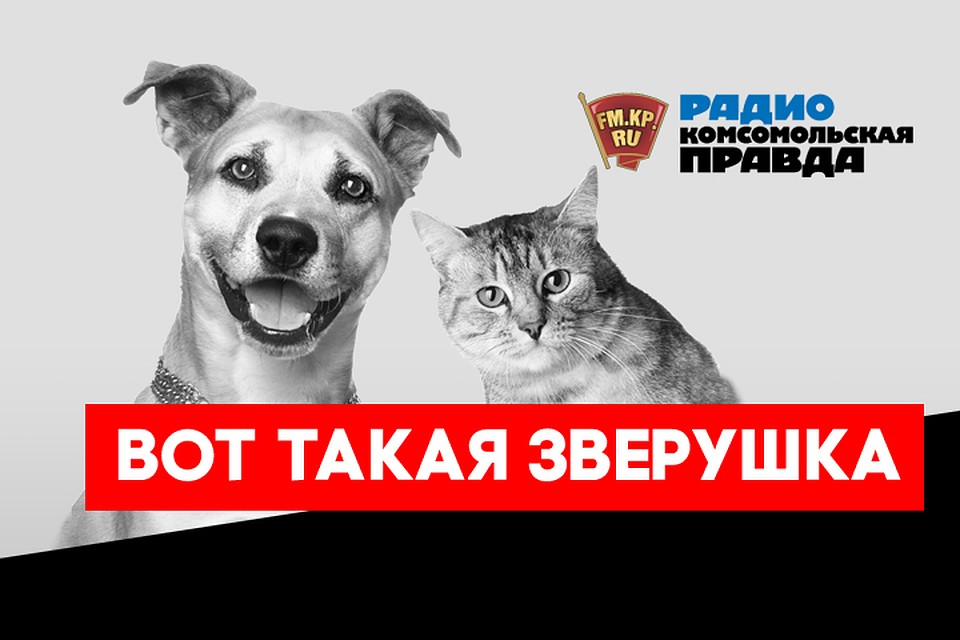 Собака бывает кусаемой: как защитить питомца от паразитов весной