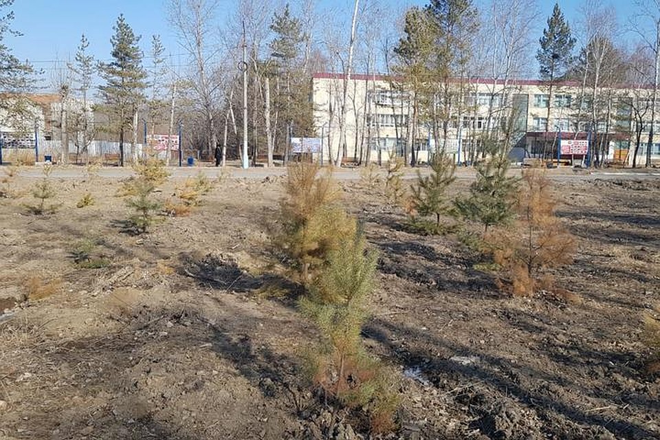 Именно так выглядят сейчас ели, что высаживают в замен срубленных деревьев предприниматели