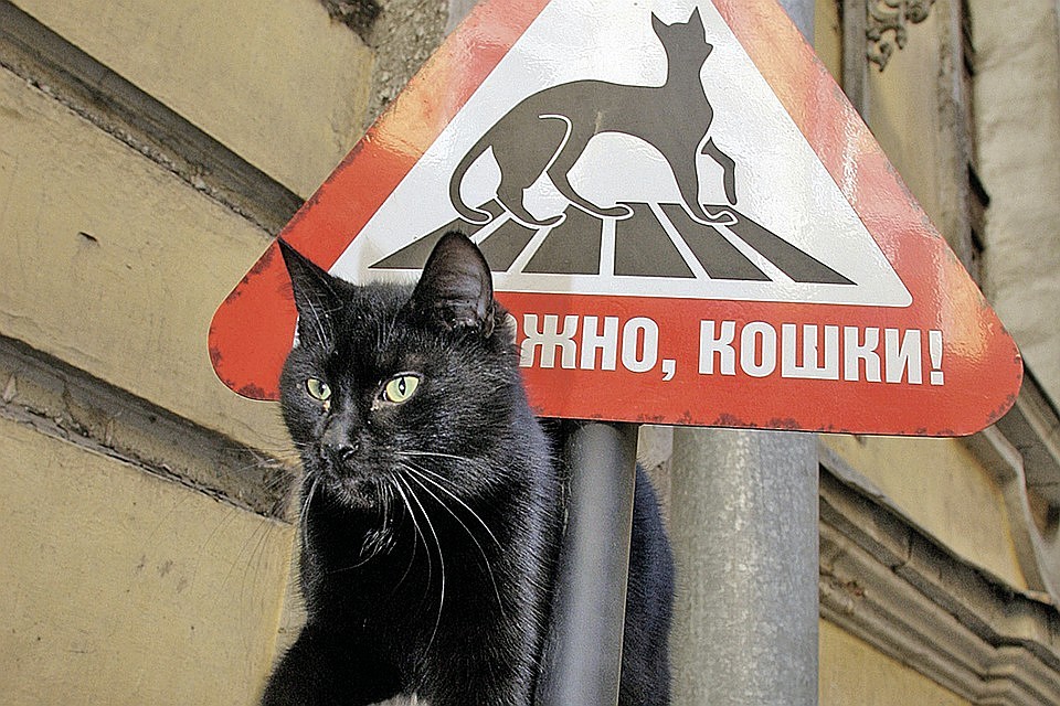 В ЗакСе заступились за бездомных кошек Петербурга