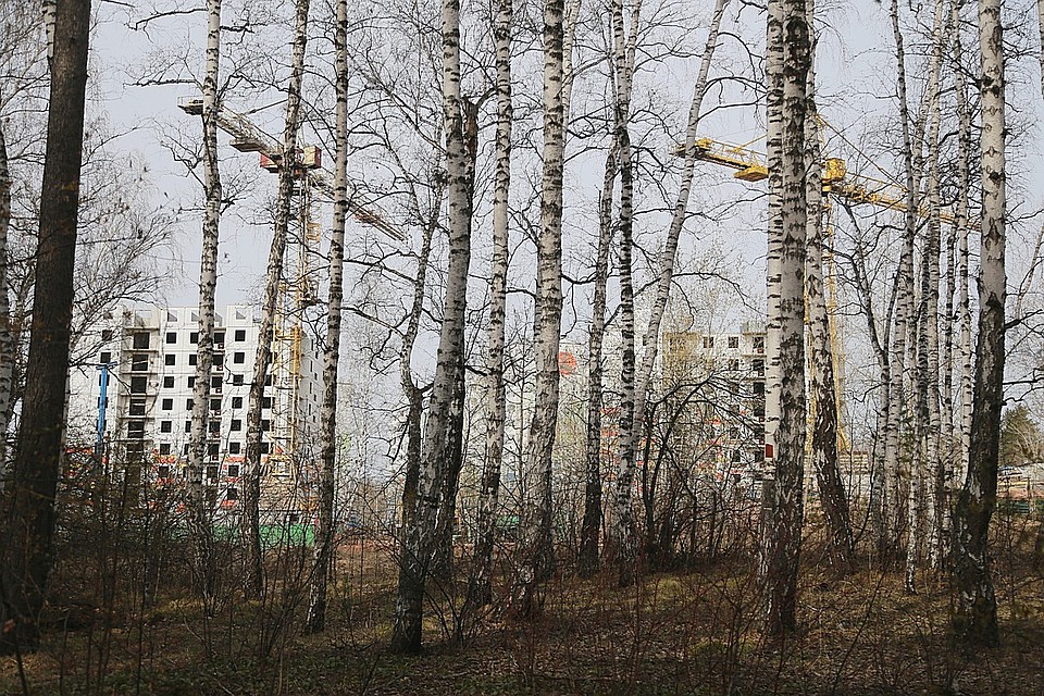 Прокуратура Красноярска намерена защитить городской лес от чиновников