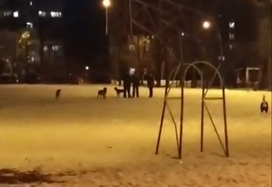 Фото: скриншот из видео.