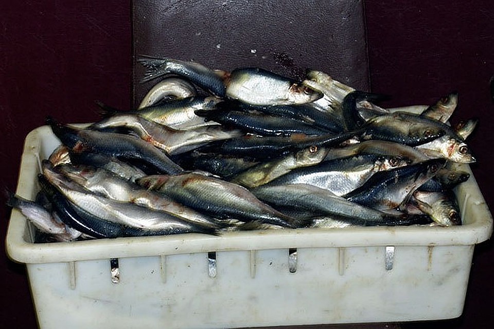 На рыбном предприятии в Ленобласти продукцию делали в антисанитарных условиях.