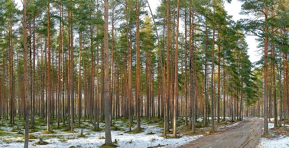 фото с сайта Управления лесного хозяйства области