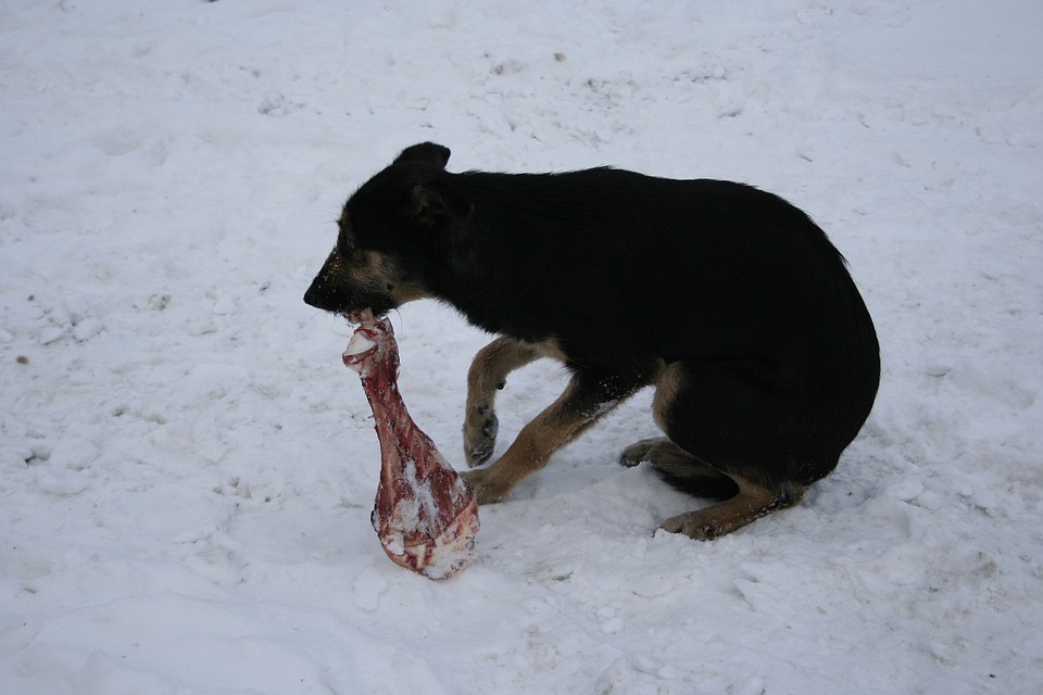 Собака