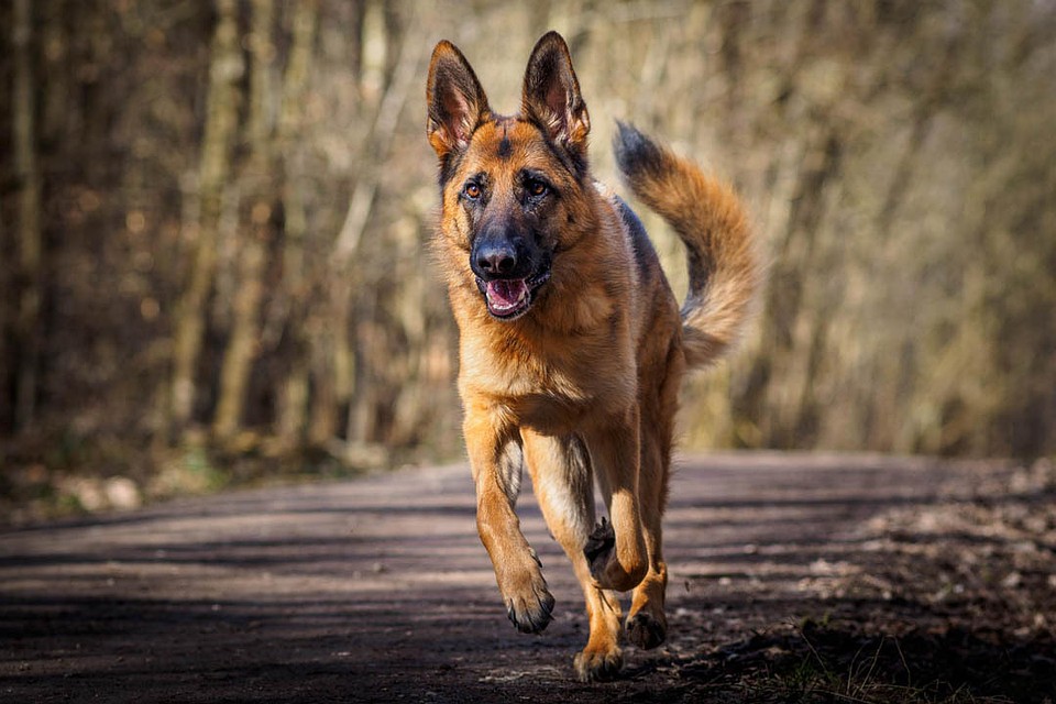 Ольгу возмущает, что хозяева собаки не извинились. Фото: dogbuddy.com