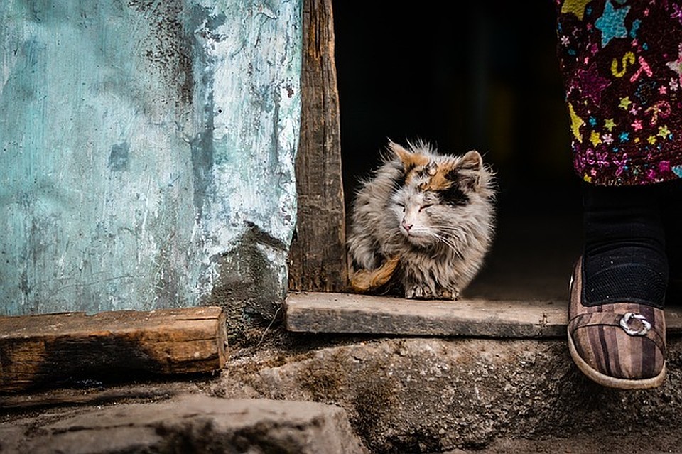 ФОТО: pixabay.com.