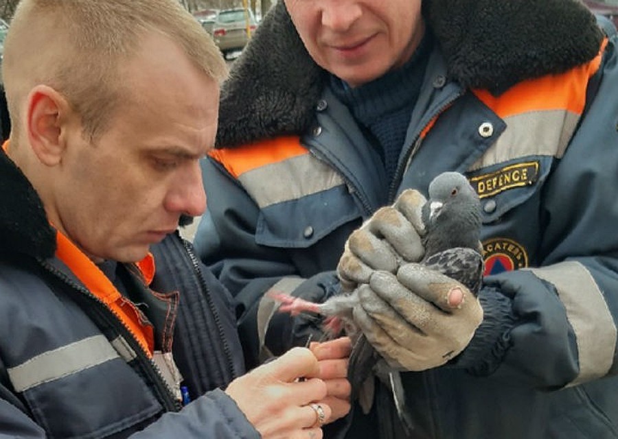 Ярославские спасатели помогли попавшему в беду голубю. Фото: ЦГЗ Ярославля.