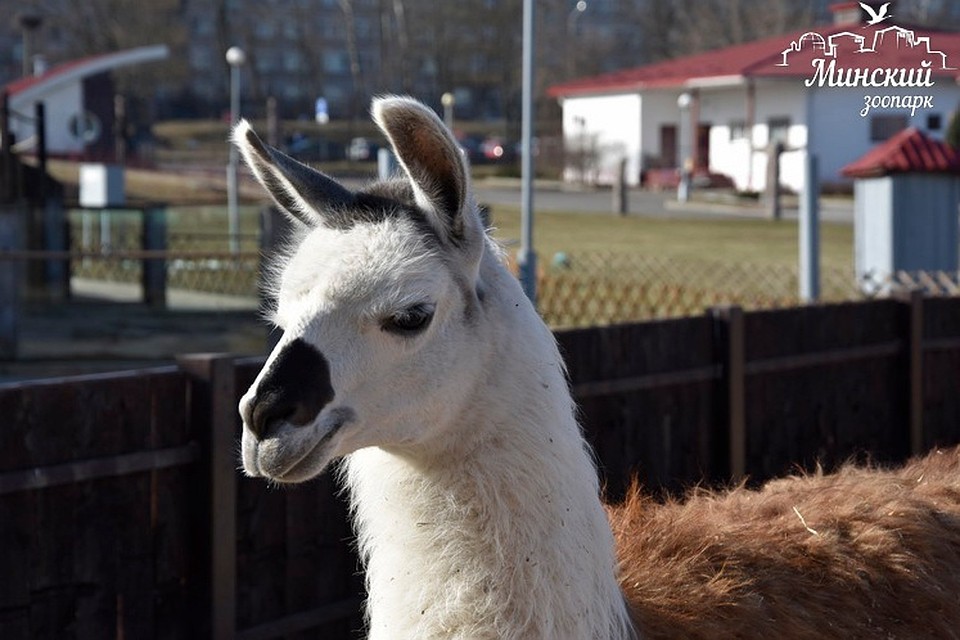 В минский зоопарк из Гродно переехала юная лама Веснушка. Фото: minskzoo.by