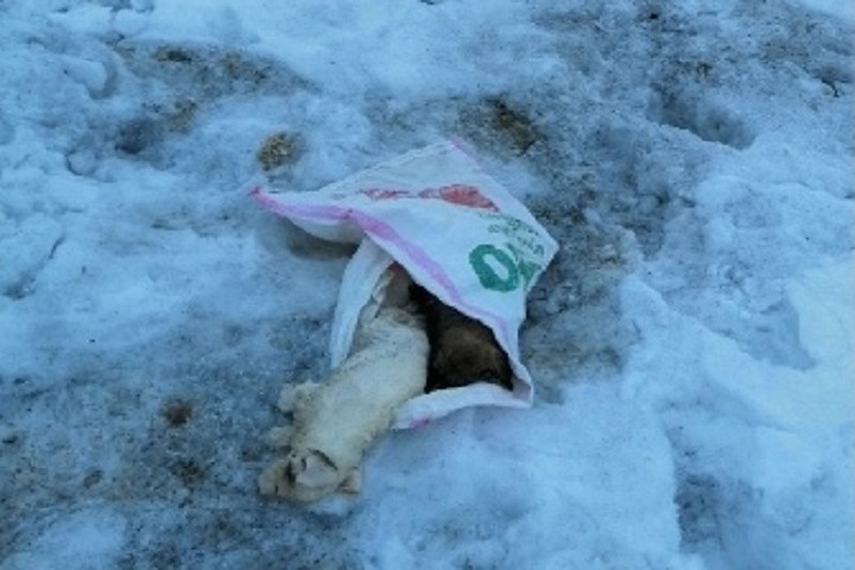 В Ноябрьске обнаружили мешок мертвых щенков Фото: группа "Помощь животным Ноябрьска" vk.com