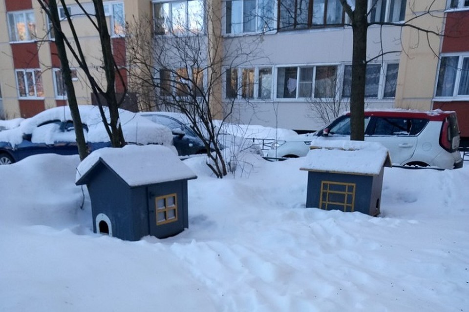 Жители Приморского района в Петербурге строят для бездомных котов домики