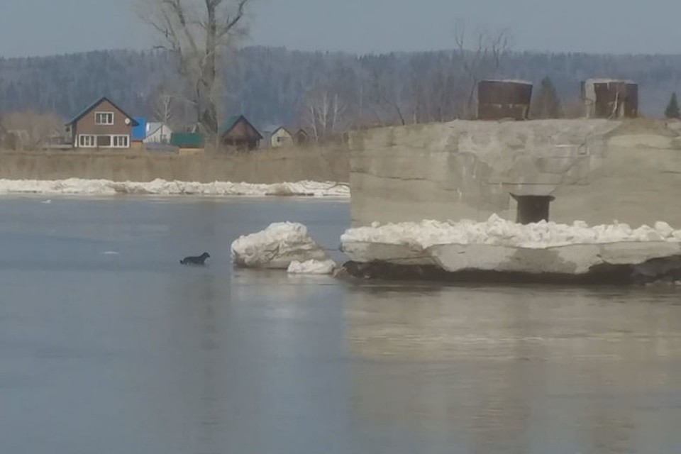 Два щенка застряли на волнорезе посреди реки в Мысках. Фото: кадр видео телеканала РЕН ТВ Мыски.