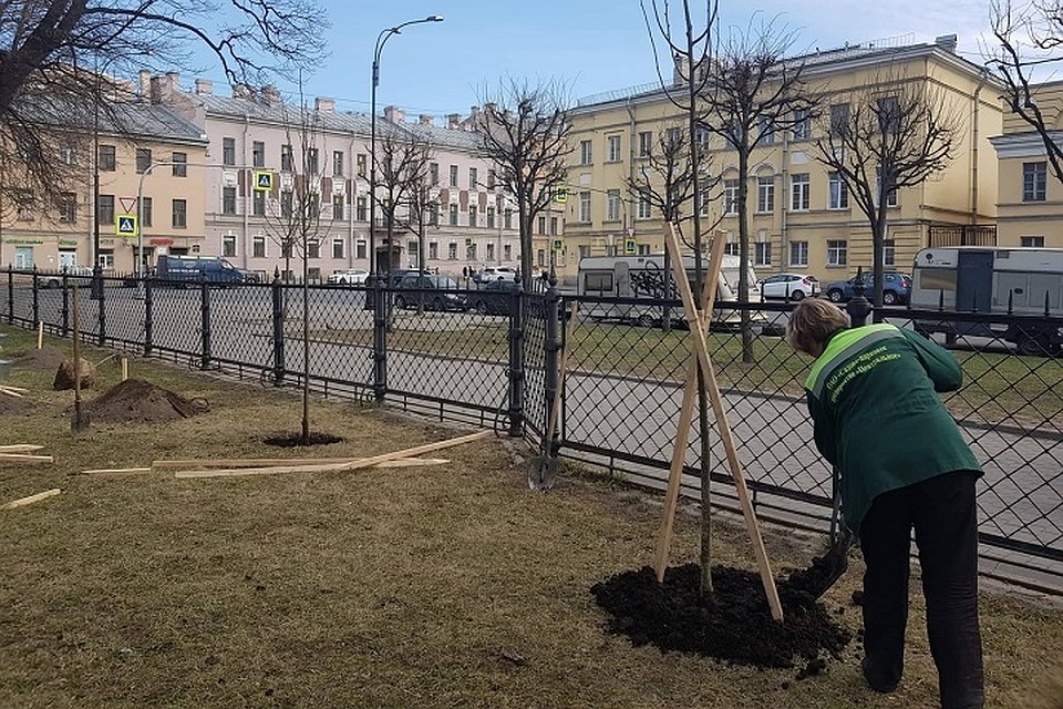 В Никольском саду высадят клены, липы и черемуху. Фото: Комитет по благоустройству СПб