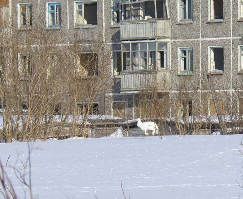 Зайцы-беляки вольготно чувствуют себя на заснеженных улицах поселка Цементнозаводской. Фото: Роман Кадырбаев