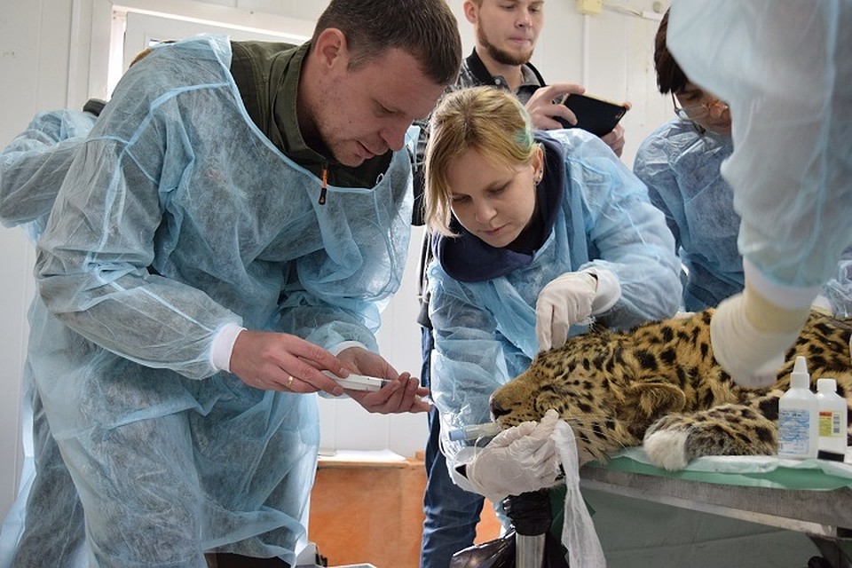 Раненому дальневосточному леопарду провели несколько сложных операций, после чего он пошел на поправку.