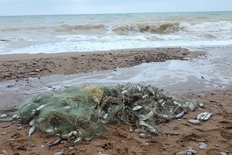В сети показалась краснокнижная рыба. Фото: пресс-служба Пограничного управления ФСБ России по РК