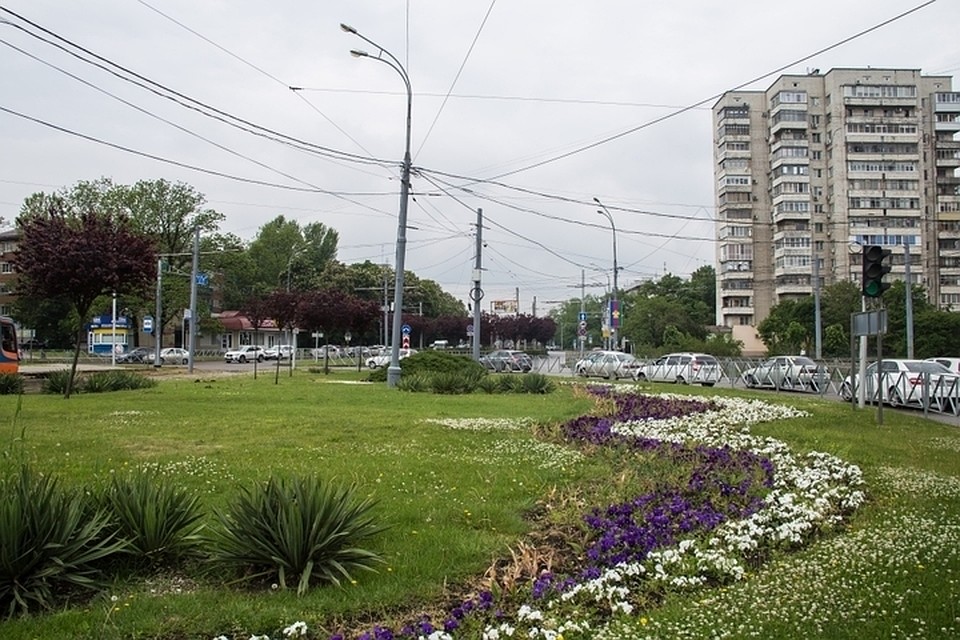 В Краснодаре сохранят деревья и кустарники со Старокубанского кольца